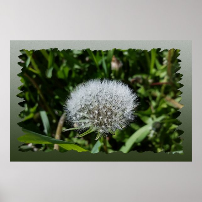 Affiche Dandelion in the grass (Devant)