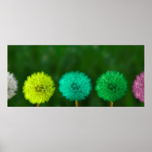 Affiche Dandelion multicolore