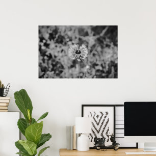 Affiche Dandelion - noir,