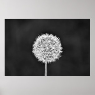 Affiche Dandelion - Noir