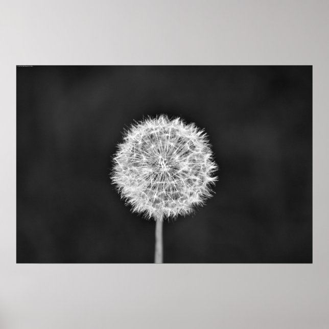 Affiche Dandelion - Noir (Devant)