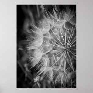Affiche Dandelion noir et blanc
