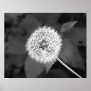 Affiche Dandelion noir et blanc devant Feuille 16x20