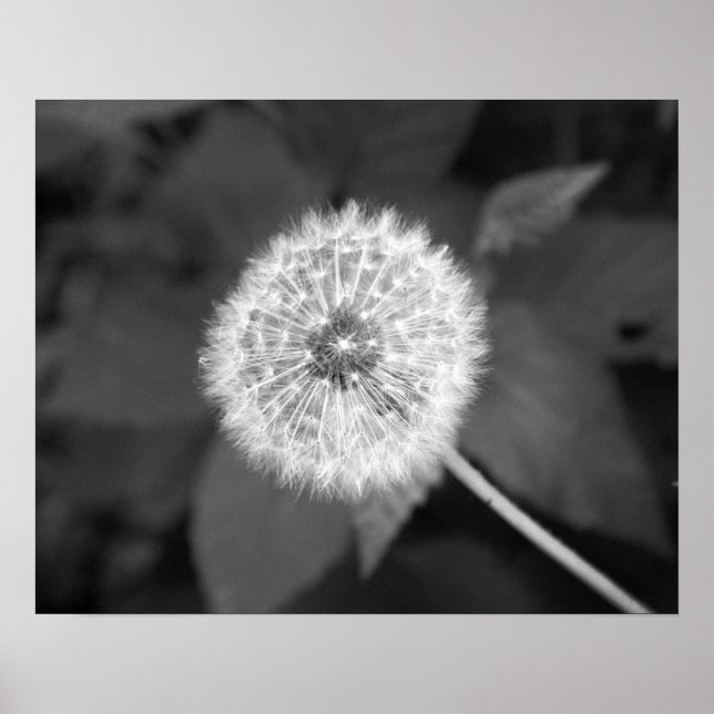 Affiche Dandelion noir et blanc devant Feuille 16x20 (Devant)