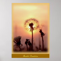 Dandelion rétroéclairé - Chisasibi Québec Canada