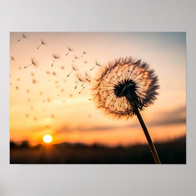 Affiche Dandelion seed head blowing (Devant)