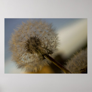 Affiche Dandelion Whine fine art print