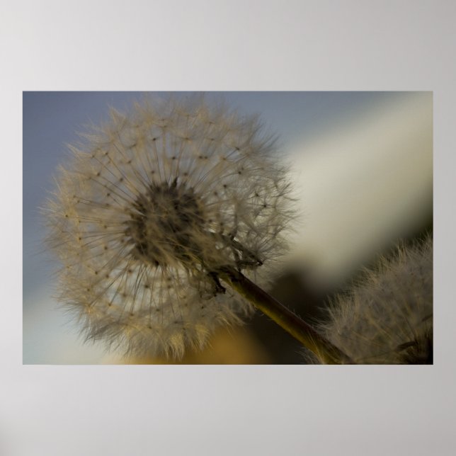 Affiche Dandelion Whine fine art print (Devant)