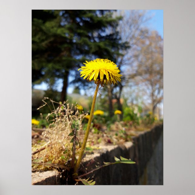 Affiche Dandelions au soleil (Devant)