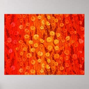 Affiche Dandelions Field Fleurs été Rouge Orange Ombre P