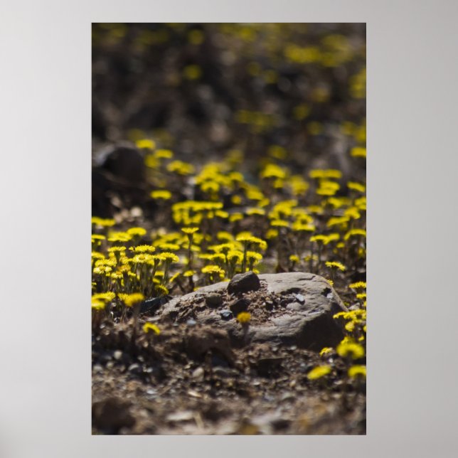 Affiche Dandelions In The Woods fine art print (Devant)