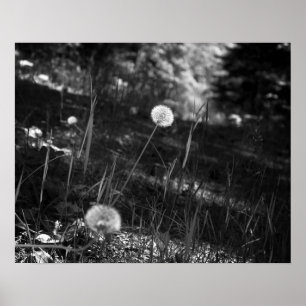 Affiche Dandelions noirs et blancs dans les Bois 16x20