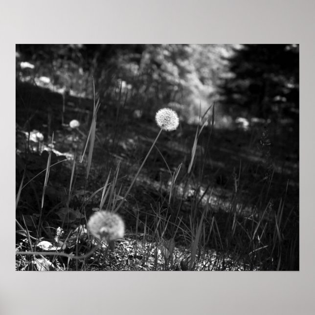 Affiche Dandelions noirs et blancs dans les Bois 16x20 (Devant)