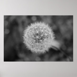 Affiche Dandilion