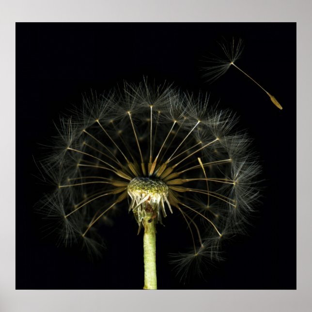 Affiche Dandilion Puff Fine Art Print (Devant)