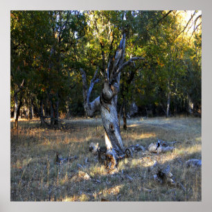 Affiche Dans la forêt....
