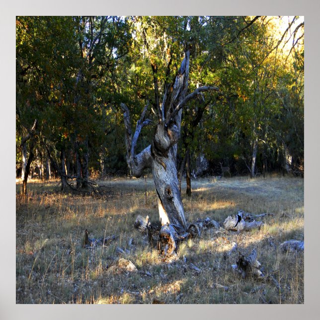 Affiche Dans la forêt.... (Devant)