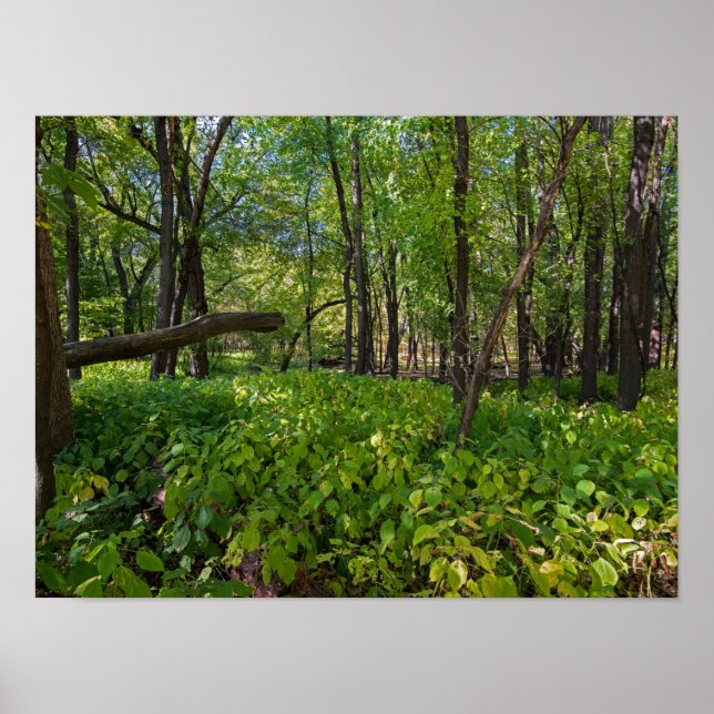 Affiche dans la forêt à fort snelling state park (Devant)
