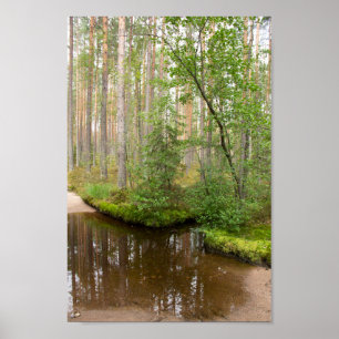 Affiche Dans la forêt après la pluie