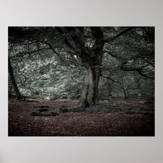 Affiche Dans la forêt de conte de fées  (Devant)