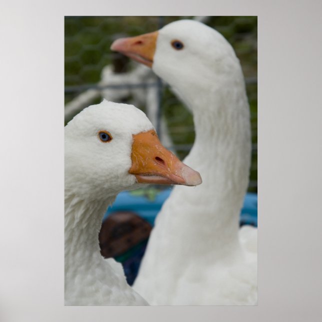 Affiche Dans la grange de Fowl (Devant)