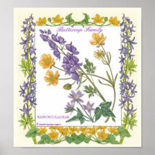 Affiche Dans l'affiche de famille de renoncule de ~ de