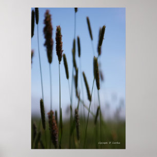 Affiche Dans le foin