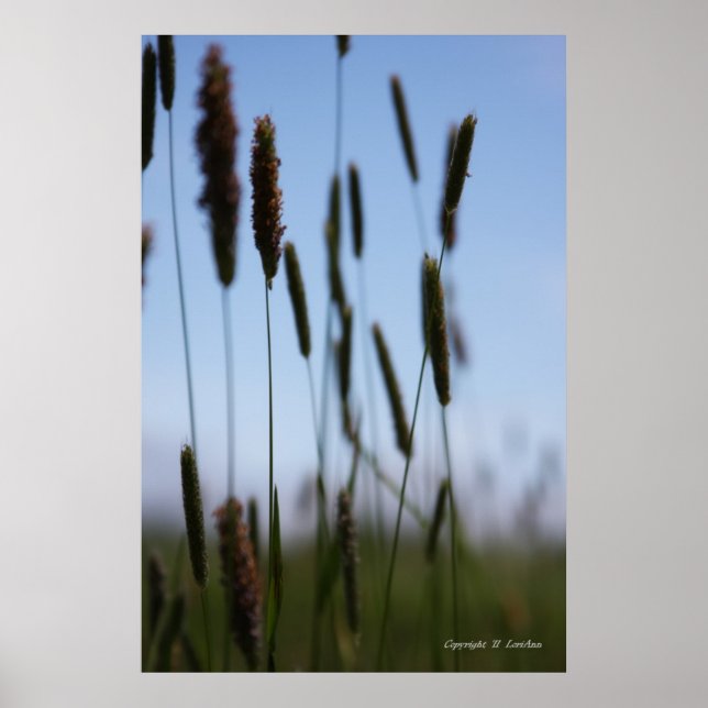 Affiche Dans le foin (Devant)