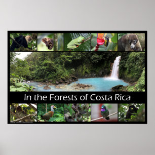 Affiche Dans les forêts du Costa Rica