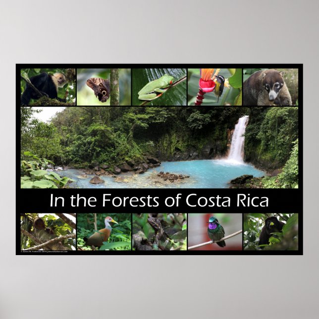 Affiche Dans les forêts du Costa Rica (Devant)