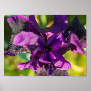 Affiche Dans une Iris