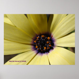 Affiche Dans une marguerite jaune