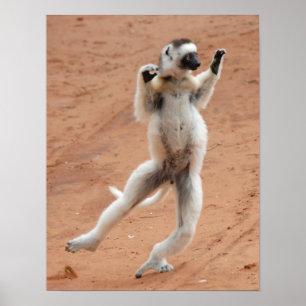 Affiche Danse Sifaka Lemur