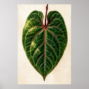 Affiche d'Anthurium Lumière à nervure centrale rou
