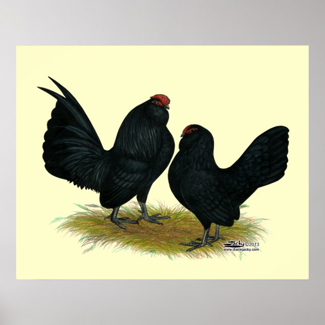 Affiche D'Anvers Black Bantams (Devant)