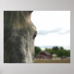 Affiche Dapple Grey Draft Horse Eye