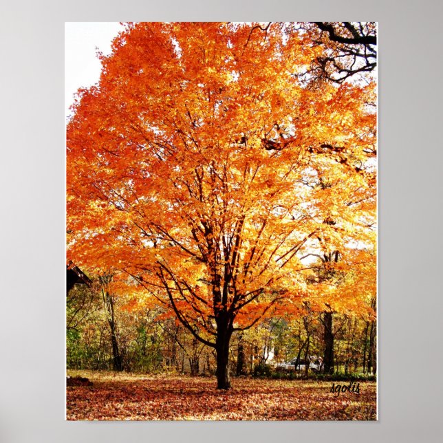 Affiche d'arbre d'automne, érable en automne (Devant)