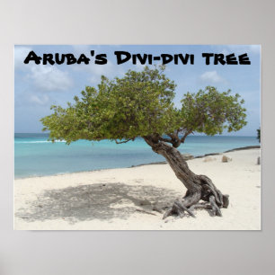 Affiche d'arbre du Divi-divi d'Aruba