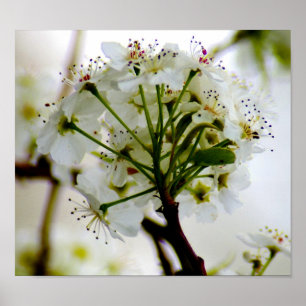 Affiche d'arbres de ressort