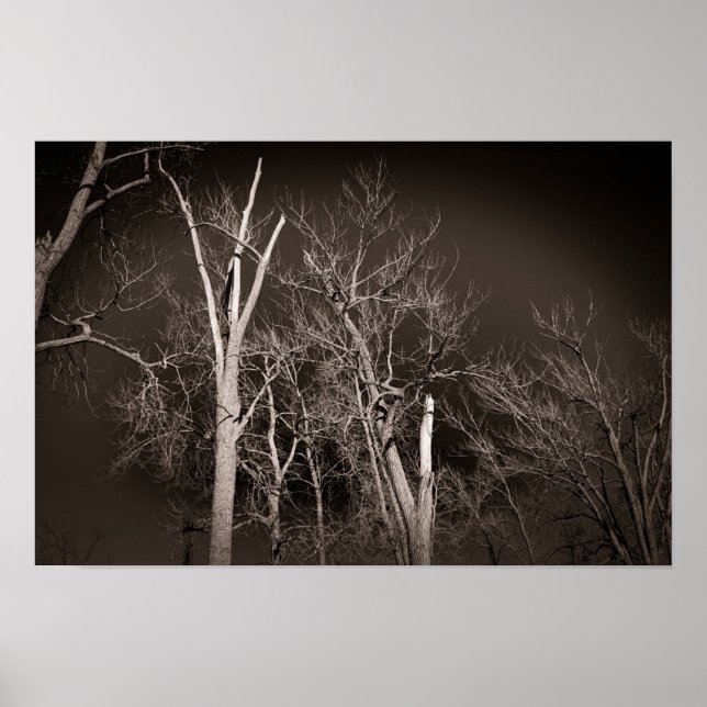 Affiche Dark Forest – Haunting Black and White Tree Art (Devant)