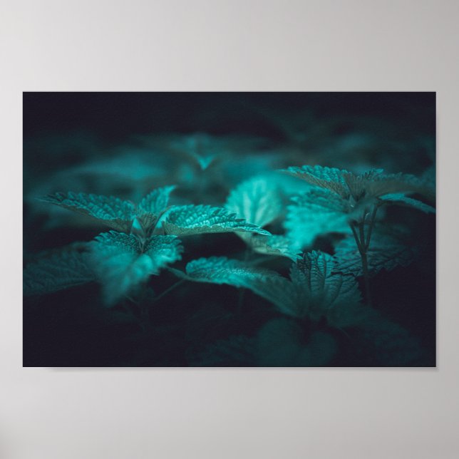 Affiche Dark Moody Stinging Nettle Nature Photo (Devant)