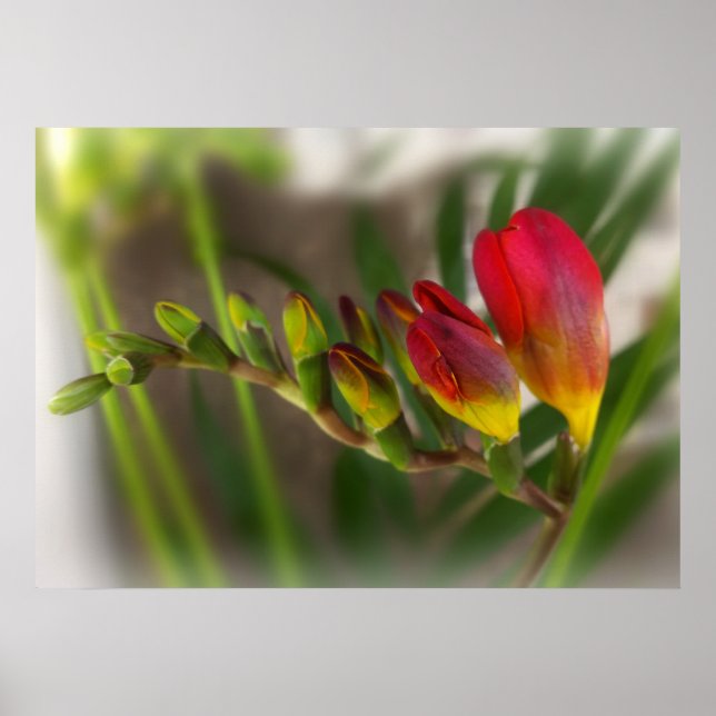 Affiche dark red freesia (Devant)