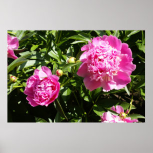 Affiche Dark rose peonies