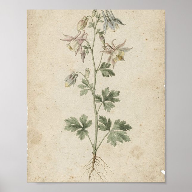 Affiche d'art botanique de fleurs d'Ancolie (Devant)