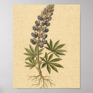 Affiche d'art botanique de lupin indigo