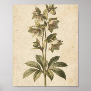 Affiche d'art botanique des fleurs d'hellébore som