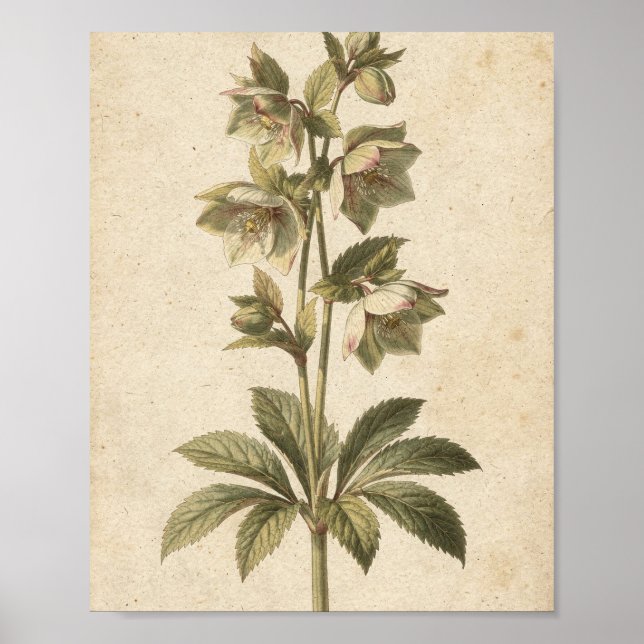 Affiche d'art botanique des fleurs d'hellébore som (Devant)