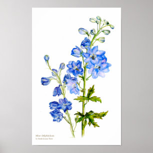 Affiche d'art botanique fine impression de pied de