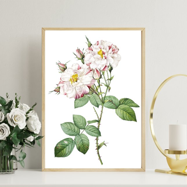 Affiche d'art botanique vintage de rose blanche et (Créateur téléchargé)