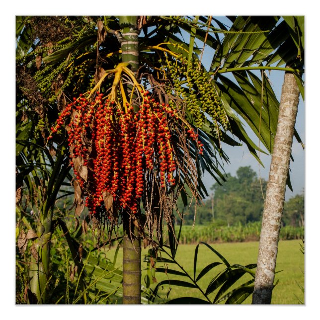 Affiche d'art carré Tropical Palm Fruit Bali Squar (Devant)